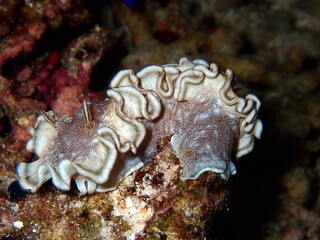 Gewellte Prachtsternschnecke