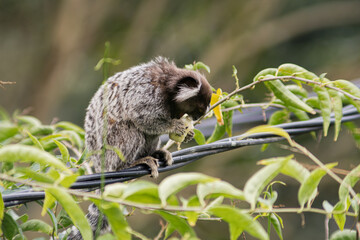Common marmoset standing in cable, eating banana