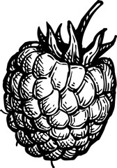 Raspberry ink sketch.