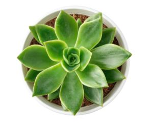 Succulent plant in white pot, top view