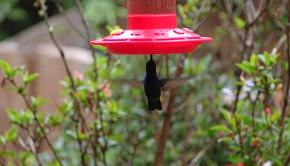 Hummingbird feeding at red feeder in a natural green environment