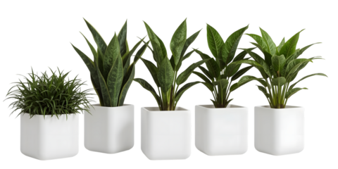 Botanical Elegance: Five potted plants in a row create a harmonious display of verdant leaves, a testament to the beauty of nature's design and a dash of nature in living space.