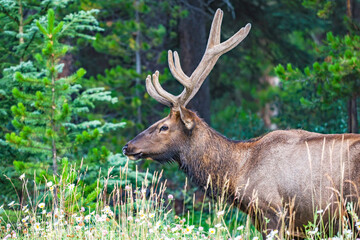 Bull Elk in a pine forest