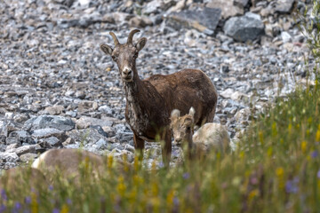 Adult and young Bighorn sheep at Abraham lake, Alberta