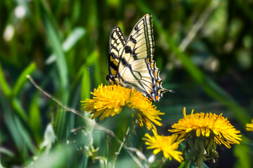 Beautiful Swallowtail butterfly perched on a dandelion and looking at the camera