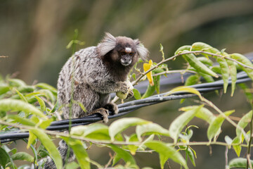 Common marmoset standing in cable, eating banana
