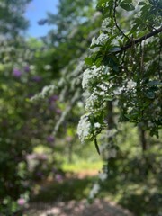 green tree branches