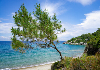 A lonely pine tree on the seashore