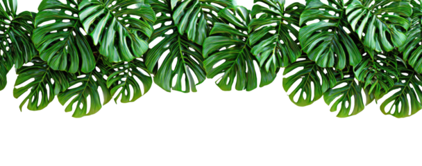 Lush, vibrant tropical leaves layered against a black backdrop