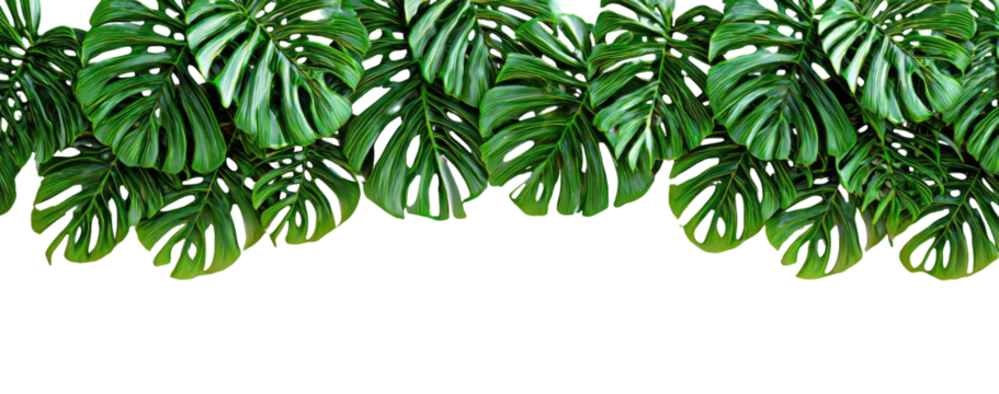 Lush, vibrant tropical leaves layered against a black backdrop