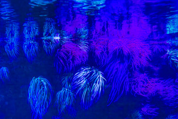 Vibrant blue and purple tube anemones thriving in aquarium ecosystem