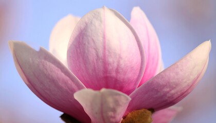 Fototapeta premium Pink magnolia blossom close up