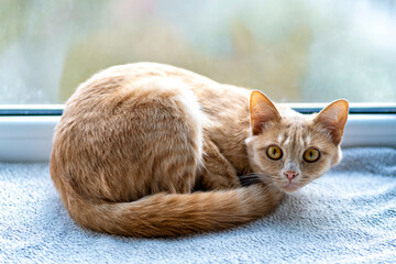 This is an image of a cat sitting on a surface with a window in the background
