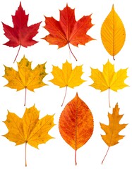 Autumn leaves in various colors and shapes