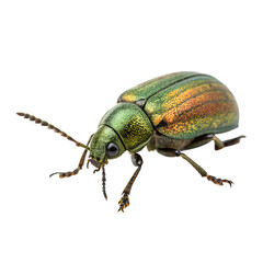 Fototapeta premium Close-up of a vibrant green and orange beetle with detailed textures and features. The insect is positioned against a black background, showcasing its unique coloration.