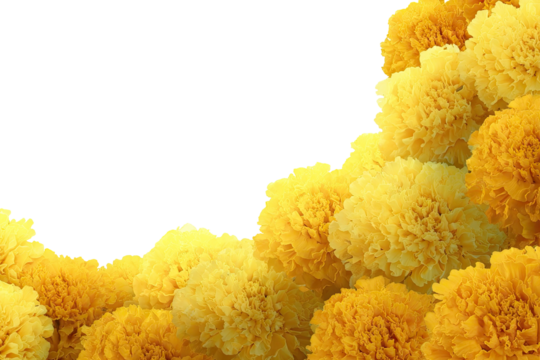 Yellow marigold blossoms in a curved border