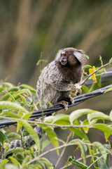 Common marmoset standing in cable, eating banana