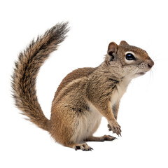 Obraz premium A small, brown chipmunk stands upright. It has distinctive stripes on its back and a bushy tail. The background is black, highlighting the animal's features.