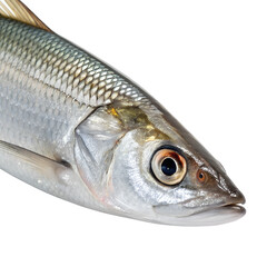Close-up of a silver fish with a streamlined body and large eye. The fish has shiny scales and a pointed snout, set against a black background.