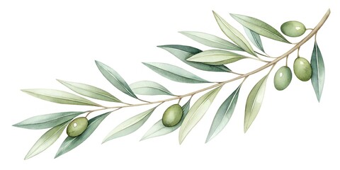 Watercolor Olive Branch Border Minimal Green Leaves