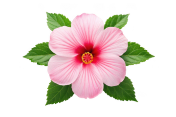 Beautiful pink hibiscus flower with green leaves isolated on transparent background