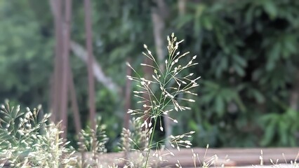 Delicate Grass Seed Head with Bokeh Background showcasing Natures Beauty in an Outdoor Setting
