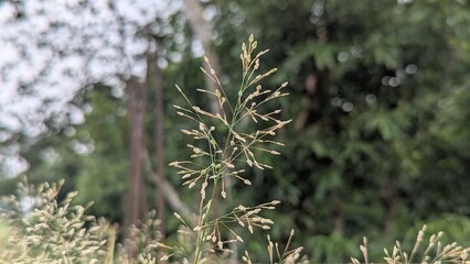 Delicate Grass Seed Heads in a Lush Green Meadow A Serene Natural Scene for Backgrounds and Textures