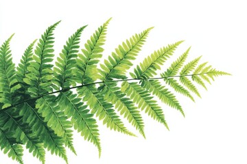  Isolated Green Fern Frond on White Background