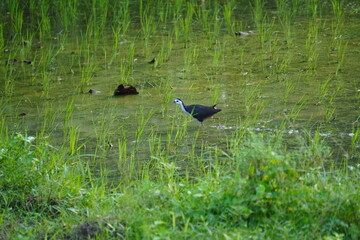 The image is a White-breasted Waterhen birds walking flooded paddy field