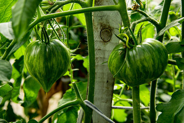 Green tomatoes grow on a vine in a garden greenhouse, showcasing their unique striped appearance as they ripen under warm sunlight