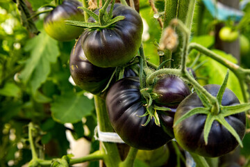 Vibrant black tomatoes growing on vines in a sunny garden during the summer season, showcasing healthy plants and ripe produce
