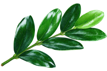 Close-up of a branch with several glossy, vibrant green leaves