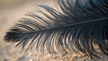 Black ostrich feather close up on sandy ground with soft natural light creating delicate and elegant texture in image