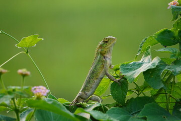 common garden lizard or oriental garden lizard on the leaves with green blurry background