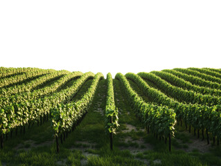 Fototapeta premium Lush vineyard across gentle slopes, isolated on white background