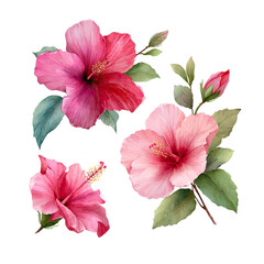 Watercolor hibiscus flower arrangement.  Four pink and red hibiscus blossoms in various stages of bloom, accented by green leaves and buds, arranged against a black background.  