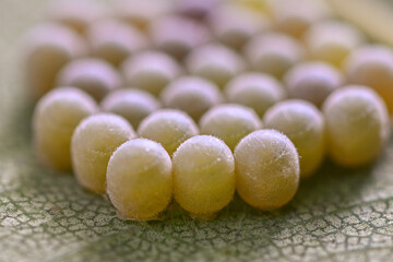Butterfly eggs laid side by side on the underside of a leaf.
