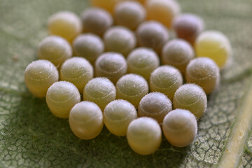 Butterfly eggs laid side by side on the underside of a leaf.
