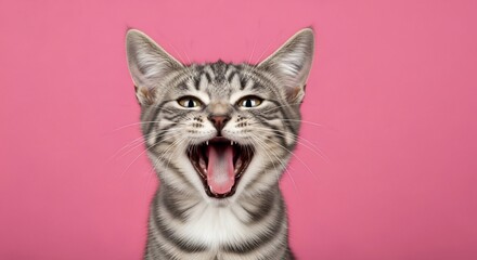 Obraz premium Yawning Tabby Cat Portrait on Pink: Open Mouth, Teeth, Whiskers
