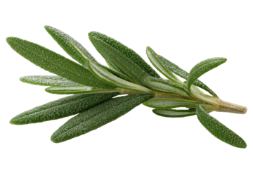 Close-up of fresh rosemary sprig