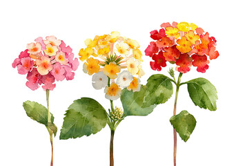 Watercolor illustration of three Lantana flowers, showcasing a spectrum of colors.  Each flower is a vibrant cluster, with soft edges and detailed textures.  