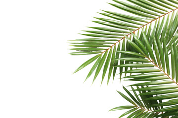 Close-up of vibrant palm fronds against black