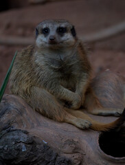 Fototapeta premium meerkat on the lookout