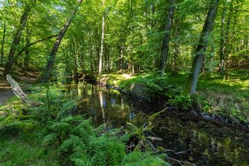 Aufgestaute Pulsnitz