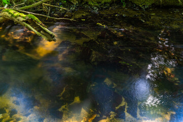Grund der Pulsnitz durch das Wasser hindurch