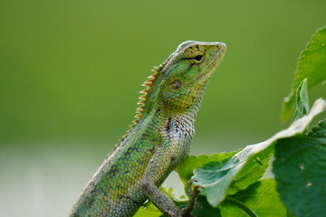 Oriental Garden Lizard also known Changeable Lizard resting on tree in closeup