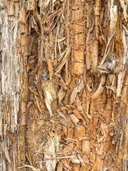 Close up view of bark on the trunk on an old tree. No people. Backgrounds.