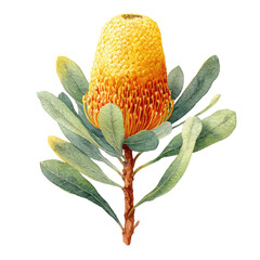 Close-up of a vibrant yellow and orange flower with detailed green leaves.  A single,  flowerhead, resembling a cone,  is central, surrounded by textured, pointed leaves.  Botanical illustration style