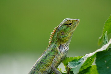 Oriental Garden Lizard in closeup with green blurry background