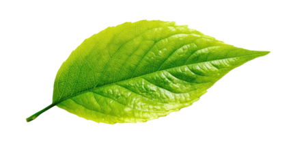 Vibrant Green Leaf, isolated on transparent background, perfect cutout, PNG